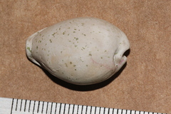 Erronea subviridis