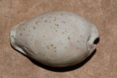 Erronea subviridis