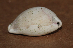 Erronea subviridis