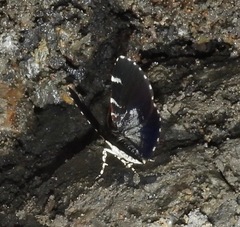 Heterusia