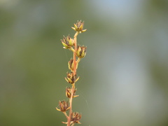 Echeveria bicolor