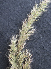 Polypogon elongatus