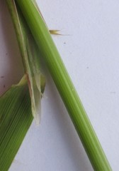 Polypogon elongatus