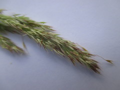 Polypogon elongatus