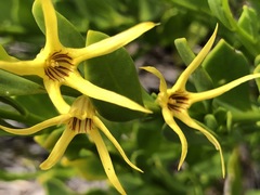 Anthocercis littorea