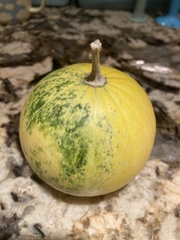 Cucurbita foetidissima