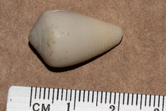 Conus cyanostoma