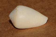 Conus cyanostoma