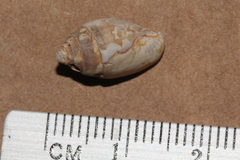 Pyrene punctata