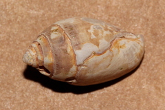 Pyrene punctata