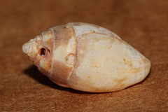 Pyrene punctata