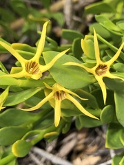 Anthocercis littorea