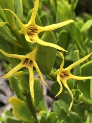 Anthocercis littorea