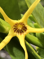 Anthocercis littorea