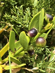 Anthocercis littorea