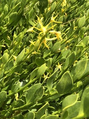 Anthocercis littorea