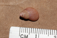 Phasianella solida