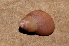 Phasianella solida