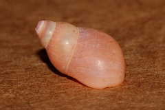 Phasianella solida