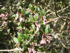 Vaccinium meridionale