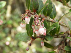 Vaccinium meridionale