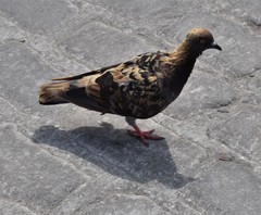 Columba livia domestica