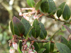 Vaccinium meridionale