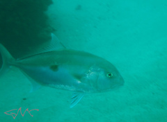 Seriola hippos