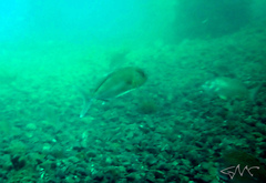 Seriola hippos