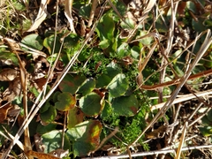 Centella asiatica