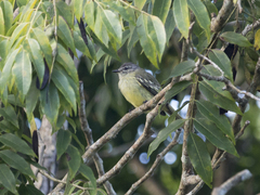 Myiopagis gaimardii