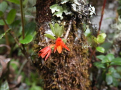 Fernandezia