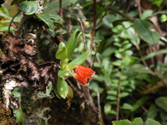 Fernandezia