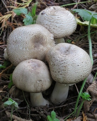 Agaricus moelleri
