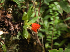 Fernandezia