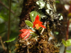 Fernandezia