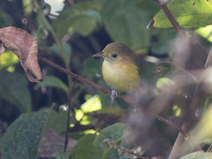 Pachysylvia aurantiifrons