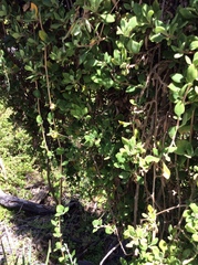 Tetragonia implexicoma