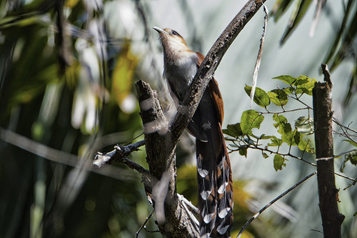Squirrel Cuckoo (West Mexico)