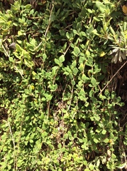 Tetragonia implexicoma