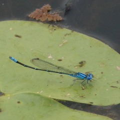 Pseudagrion cingillum