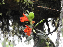 Fernandezia