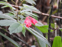 Begonia urticae