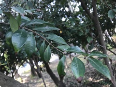 Syzygium acuminatissimum