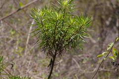 Darwiniothamnus tenuifolius