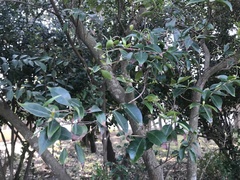 Syzygium acuminatissimum