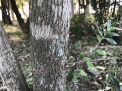 Syzygium acuminatissimum