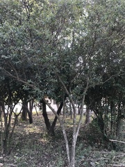 Syzygium acuminatissimum