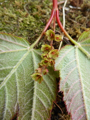 Acer pectinatum