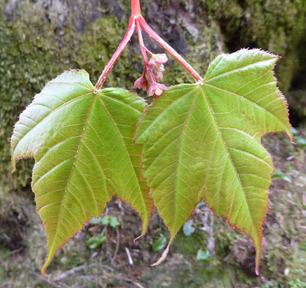 Acer pectinatum (Acer pectinatum)